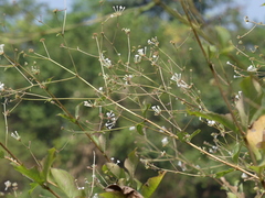Spermadictyon suaveolens
