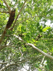 Burseraceae