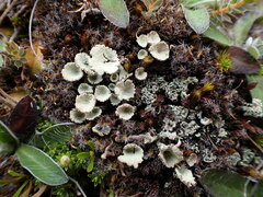 Cladonia pleurota