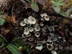 Cladonia pleurota