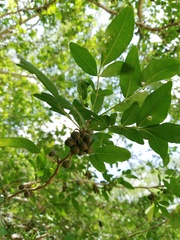 Burseraceae