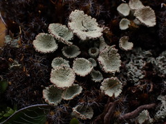 Cladonia pleurota