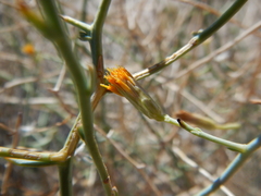 Leucosyris carnosa