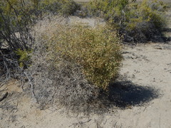 Leucosyris carnosa