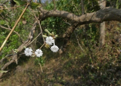 Spermadictyon suaveolens