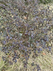 Loropetalum chinense