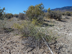 Leucosyris carnosa