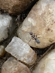 Anoplolepis custodiens