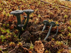 Arrhenia chlorocyanea