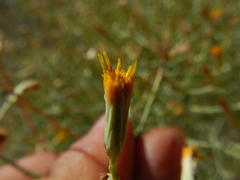 Leucosyris carnosa