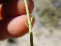Leucosyris carnosa