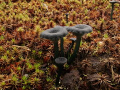 Arrhenia chlorocyanea