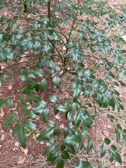 Nandina domestica