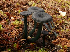 Arrhenia chlorocyanea