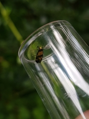 Opogona comptella