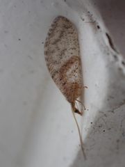 Hemerobius