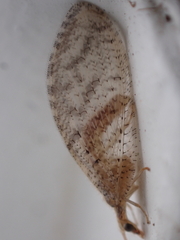 Hemerobius