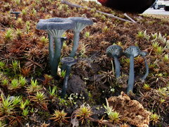 Arrhenia chlorocyanea