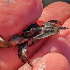 Petrolisthes cinctipes