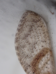 Hemerobius