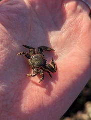 Petrolisthes cinctipes