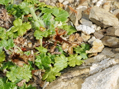 Geranium brevicaule