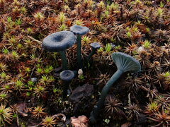 Arrhenia chlorocyanea