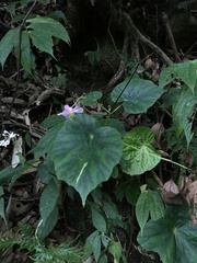 Begonia chitoensis