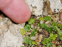 Geranium brevicaule