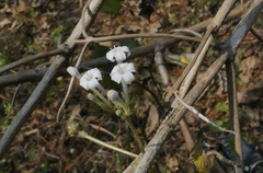 Spermadictyon suaveolens