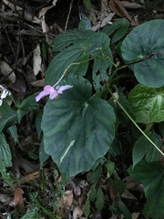 Begonia chitoensis
