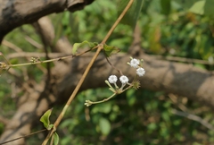 Spermadictyon suaveolens