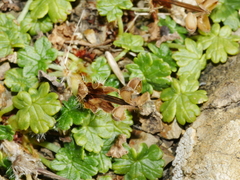 Geranium brevicaule