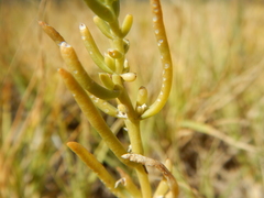 Nitrophila occidentalis