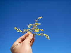 Nitrophila occidentalis