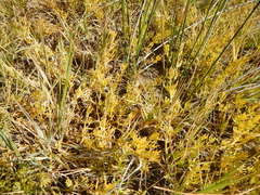 Nitrophila occidentalis