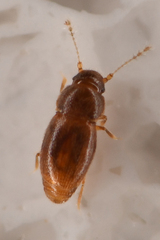 Ptiliidae