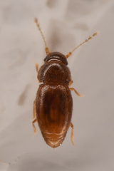 Ptiliidae
