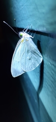 Leptophobia aripa