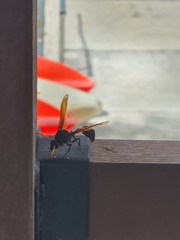 Delta pyriforme philippinense