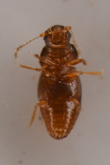 Ptiliidae