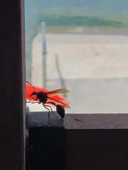 Delta pyriforme philippinense