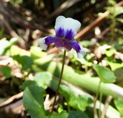 Viola eminens