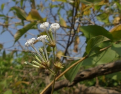 Spermadictyon suaveolens