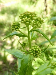 Senecio linearifolius