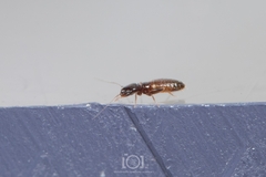 Liposcelididae