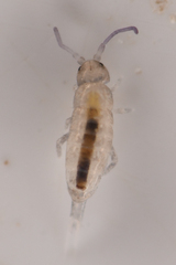 Tomoceridae