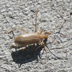 Centrodera