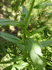 Senecio linearifolius
