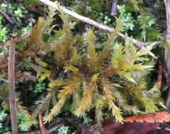 Calliergonella cuspidata